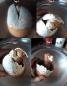Preview: Alpaka aus dem Ei